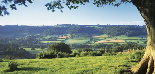 PearFarmPicJRE602098